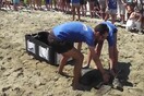 Απελευθερώθηκε η θαλάσσια χελώνα που είχε βρεθεί εξουθενωμένη επειδή κατανάλωσε πλαστικά (Βίντεο)