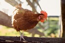 Τι άλλο μπορούν να κάνουν τα κοτόπουλα για εμάς;