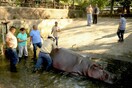 Οργή και αποτροπιασμός για τη μυστηριώδη επίθεση με θύμα έναν ιπποπόταμο στο ζωολογικό κήπο του Ελ Σαλβαδόρ