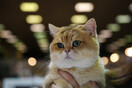 Όλες οι υπέροχες και σπάνιες γάτες του All About Cats της Αθήνας και της Έκθεσης Μορφολογίας