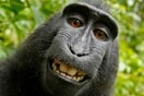 Η «μαϊμού που έβγαλε selfie» απειλείται με εξαφάνιση λόγω κυνηγιού για το κρέας της