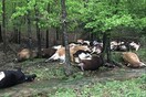 Κεραυνός σκότωσε ταυτόχρονα 32 αγελάδες στο Τέξας - Τι λέει ο κτηνοτρόφος για το σοκαριστικό θέαμα που αντίκρισε