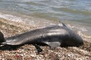 Θεσσαλονίκη: Εντοπίστηκε νεκρό δελφίνι στην περιοχή του Σταυρού