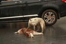 Η σπαρακτική στιγμή που ένας σκύλος θρηνεί και ταυτόχρονα προσπαθεί να σηκώσει το νεκρό φίλο του