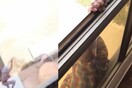 Οργή για τη γυναίκα που τράβηξε βίντεο αντί να βοηθήσει την οικιακή βοηθό της η οποία έπεσε από κτίριο στο Κουβέιτ