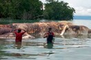 Μυστήριο με γιγαντιαίο κουφάρι που ξεβράστηκε σε ακτή στην Ινδονησία