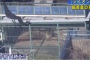 Ιαπωνία: Λιοντάρι τραυμάτισε σοβαρά δύο άτομα που μπήκαν στο κλουβί του να το ετοιμάσουν για φωτογράφηση