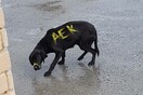 H AEK εξέδωσε ανακοίνωση για τον αδέσποτο σκύλο που κακοποιήθηκε από οπαδούς