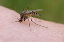 Ευρωπαϊκή Ένωση Ελέγχου Κουνουπιών: Η ελονοσία δεν έχει καμία σχέση με τους πρόσφυγες