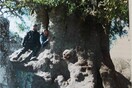 H Eλλάδα γιορτάζει την Παγκόσμια Ημέρα Δασών με την αρχαιότερη ελιά και το μεγαλύτερο πουρνάρι στον κόσμο