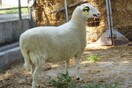 Eπιστήμονες συστήνουν στροφή στις ελληνικές φυλές προβάτων
