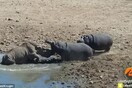 Η σπάνια στιγμή που ένας οργισμένος ιπποπόταμος επιτίθεται και πνίγει έναν ρινόκερο - BINTEO