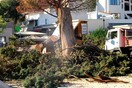 Ο δήμος Άργους έκοψε τελικά το ιστορικό κυπαρίσσι της πόλης