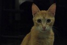 Jazz for the Cat: Ο Γιώργης Χριστοδούλου σε μια συναυλία με ελεύθερη συνεισφορά για την ιατρική στήριξη της Λούσι