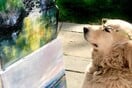Αυτή η σκυλίτσα δεν μπορεί να σταματήσει να κοιτάζει τις ζωγραφιές της ιδιοκτήτριάς της - και μάλλον υπάρχει εξήγηση