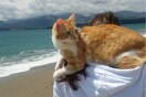 30 νέες φωτογραφίες απ' τα τέλεια ζώα των αναγνωστών μας