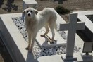 Άρτα: Σκυλίτσα περιμένει επί δύο μήνες στον τάφο του ιδιοκτήτη της