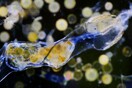 Για πρώτη φορά πλάσματα στα βαθύτερα σημεία του ωκεανού βρέθηκαν με πλαστικές ίνες στο στομάχι τους