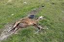Σοκ και ντροπή σε επιχείρηση στην Πάτρα - Βρήκαν ζώα δεμένα να λιμοκτονούν, ετοιμοθάνατα δίπλα σε κουφάρια