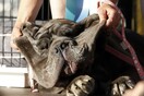 Η τεράστια Μάρθα μόλις στέφθηκε ο ασχημότερος σκύλος του κόσμου για το 2017