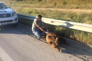Νεκρή νεαρή αρκούδα σε τροχαίο ατύχημα κοντά στο Αμύνταιο