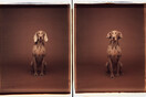 Τα πολύ γκλάμορους σκυλιά του William Wegman