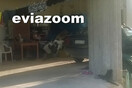 Τραγωδία στην Εύβοια: Ελεύθερος αφέθηκε ο αρραβωνιαστικός της 32χρονης εγκύου που δεν είχε δίπλωμα οδήγησης