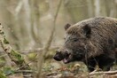 Ανησυχία στα χωριά των Φιλιατών-Αγέλες αγριογούρουνων περιφέρονται στους δρόμους