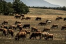 Συνελήφθησαν βοσκοί από τα Σκόπια που έφεραν τα βόδια τους να βοσκήσουν στην Ελλάδα