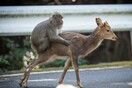 Tι κρύβεται πίσω από το σεξ μεταξύ μαϊμούδων και ελαφιών και γιατί επιστήμονες μιλούν για νέα «συμπεριφορική παράδοση».