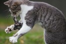 Αυστραλία: Οι γάτες σκοτώνουν καθημερινά περισσότερο από ένα εκατομμύριο πουλιά
