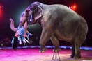 Η Σκωτία απαγόρευσε την χρήση άγριων ζώων στα τσίρκο