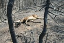 Δέκα χρόνια από τον όλεθρο της Πάρνηθας, τη μεγαλύτερη και δριμύτερη πυρκαγιά στην Αττική