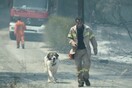 Έκκληση για τα σκυλιά που εγκαταλείφθηκαν μετά τις πυρκαγιές στη Αττική