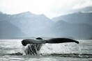 Μικρή φάλαινα ξεβράστηκε σε ακτή της Κρήτης- Υπεράνθρωπες προσπάθειες για τη διάσωσή της