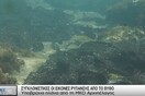 Γεμάτος κομμάτια μαζούτ ο βυθός στη Σαλαμίνα - Συγκλονιστικές υποβρύχιες εικόνες