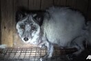 Αρκτικές αλεπούδες φυλακισμένες σε μικρά κλουβιά σκοτώνονται με ηλεκτροσόκ για τη γούνα τους (ΣΚΛΗΡΕΣ ΕΙΚΟΝΕΣ)
