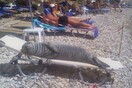 Δολοφόνησαν με βία τη διάσημη φώκια Αργυρώ που ήταν μασκότ της Σάμου