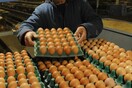 Συναγερμός στην Ευρώπη για διατροφικό σκάνδαλο με το εντομοκτόνο Fipronil σε τρόφιμα με αυγά