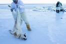 Συγκλονιστική εικόνα από το National Geographic: H δραματική προσπάθεια για να σωθούν σκύλοι που πνίγονται στον πάγο
