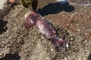 Τεράστιο καλαμάρι πιάστηκε στην Αργολίδα