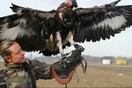 Ολλανδία: Απολύθηκαν από την αστυνομία αετοί και αρουραίοι επειδή δεν ήταν καλοί στη δουλειά τους