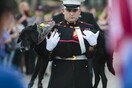 O Cena, ο σκύλος που έζησε σαν μαχητής και κηδεύτηκε σαν ήρωας
