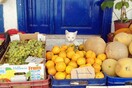 30 νέες φωτογραφίες απ' τα τέλεια ζώα των αναγνωστών μας