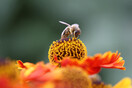 Τρία στα τέσσερα δείγματα μελιού σε όλο τον κόσμο περιέχουν φυτοφάρμακα- Κίνδυνος για τις μέλισσες