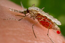 Συναγερμός για τα νοσήματα που μεταδίδονται από τα κουνούπια- Τι συστήνουν οι ειδικοί