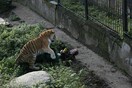 Τρόμος με τίγρη που επιτέθηκε σε υπάλληλο ζωολογικού κήπου στη Ρωσία