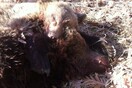 Πυροβόλησαν και σκότωσαν νεαρή αρκούδα στην Κόνιτσα