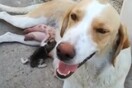 Λαμία: Αδέσποτη σκυλίτσα θηλάζει το γατάκι που κάποιος πέταξε στα σκουπίδια