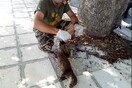 Νεκρή μπλεγμένη σε αλιευτικά εργαλεία έγκυος βίδρα στην Καστοριά